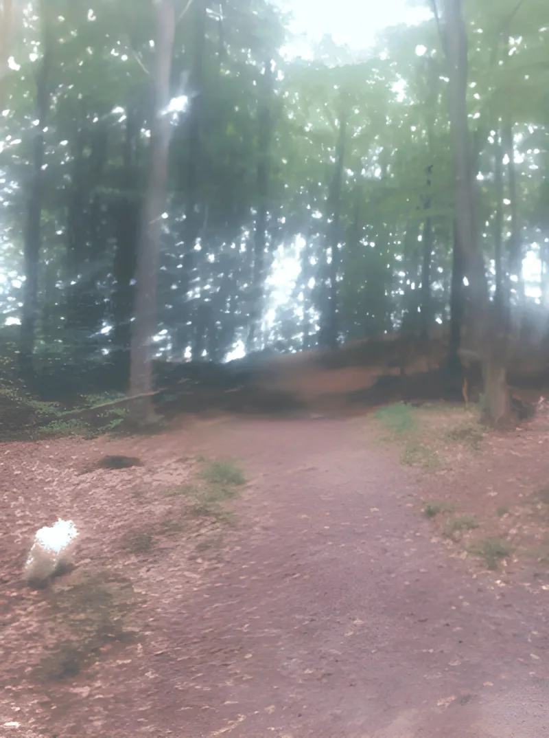 Grund Skov billede 3