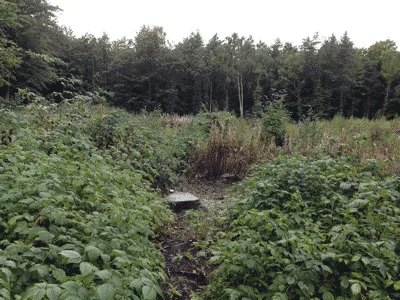 Hundeskov Friløbshegning Blykobbe Plantage, Rønne