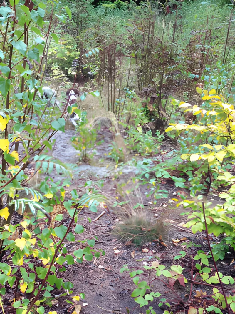 Friløbshegning Blykobbe Plantage, Rønne billede 2