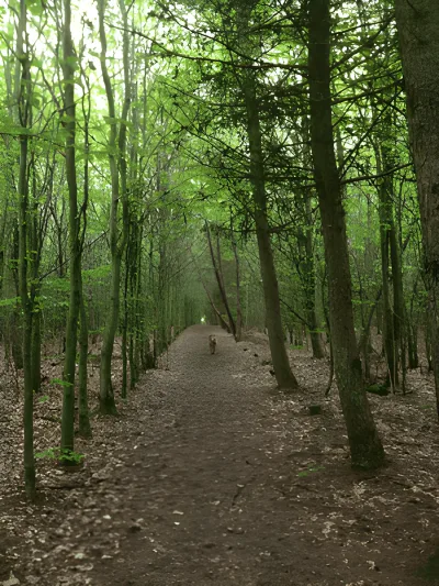 Hundeskov Haderslev Vesterskov Hundeskov