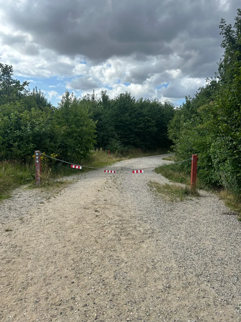 Hundeskov ved Rugballegård skov billede 3