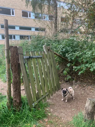 Kolding Åpark Hundeskov billede 3