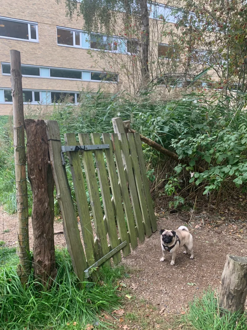 Kolding Åpark Hundeskov billede 3