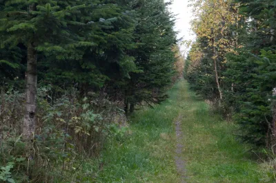 Hvinningdal Skov billede 2