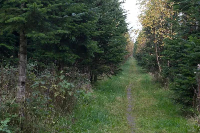 Hvinningdal Skov billede 2