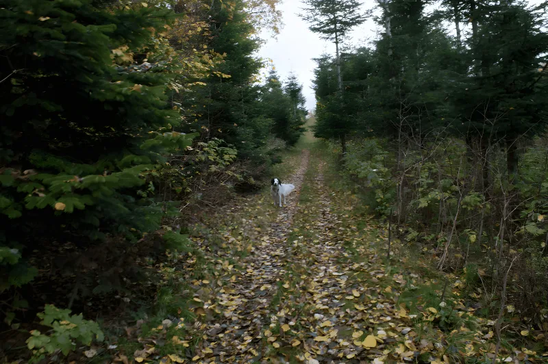 Hvinningdal Skov billede 3