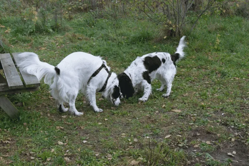 Hvinningdal Skov billede 4