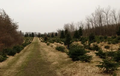 Hundeskov Rønhede Plantage Hundeskov