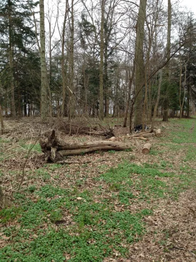 Hundeskov Hundeskov i Bognæs Skov