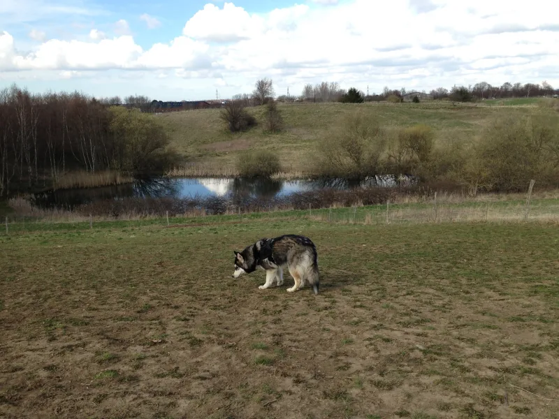 Gulddysse Skov (hundeskov) billede 4