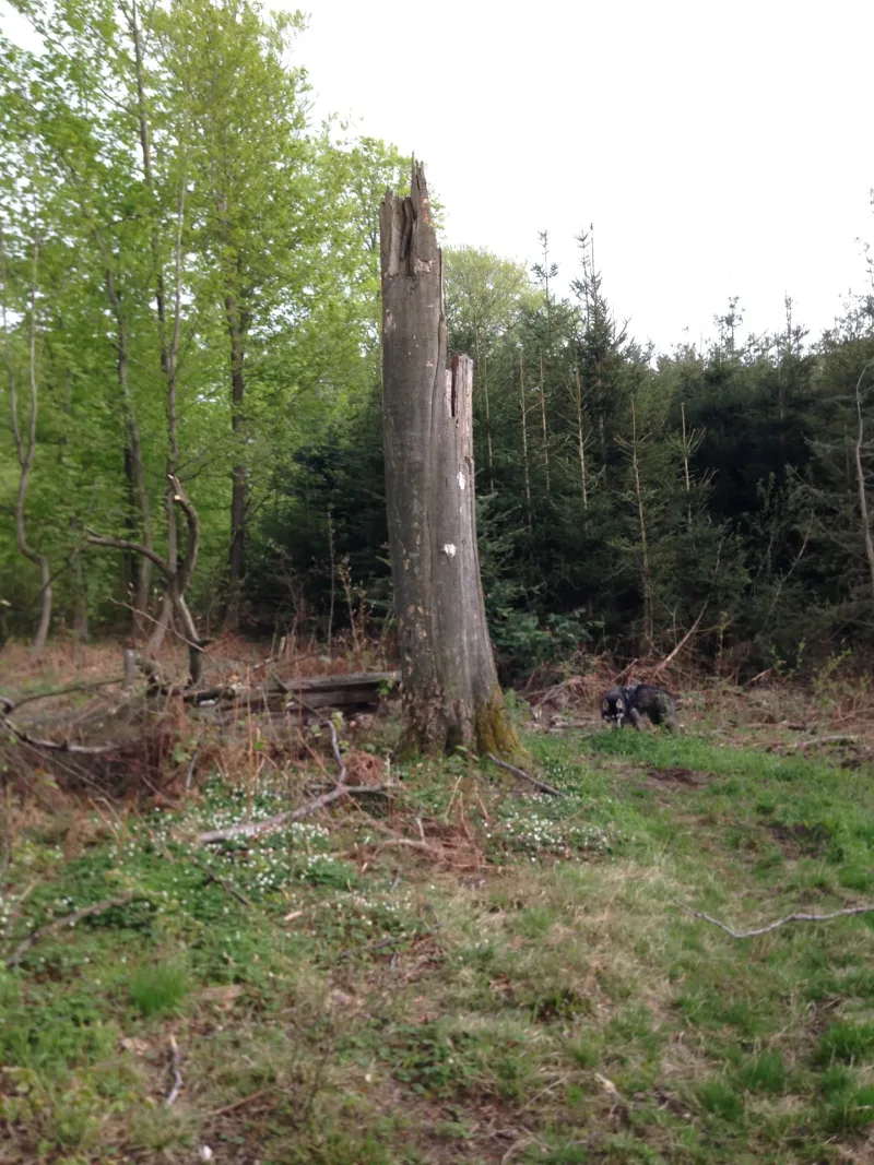 Storskoven, Bidstrup Skovene billede 4