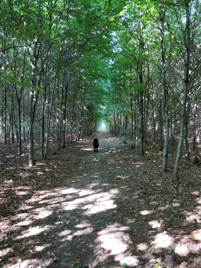 Hundeskov Vorbasse Hundeskov i Jægerlund Plantage