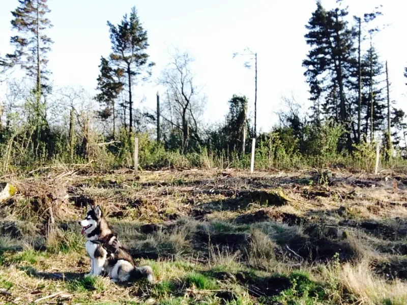 Sindbjerg Hundeskov billede 2