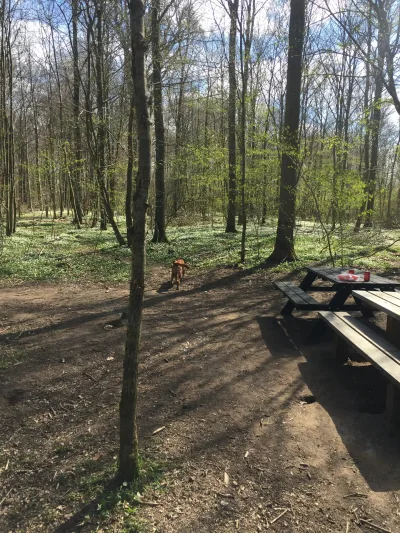 Hundeskov Store Lyngby Skov Hundehave