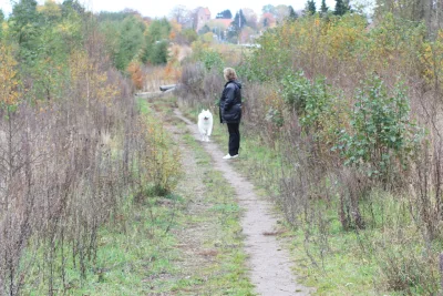 Hundeskov Glumsø Statsskov