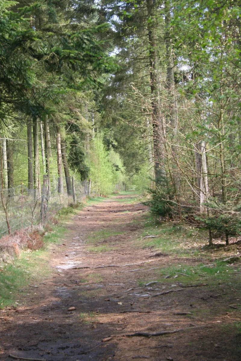 Ulvedal Plantage - Alheden Hundeskov flere billeder