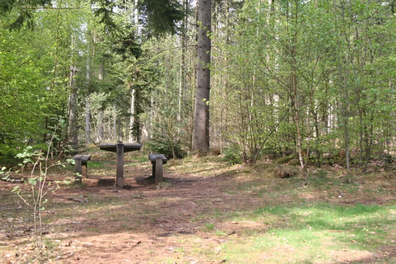 Ulvedal Plantage - Alheden Hundeskov billede 3