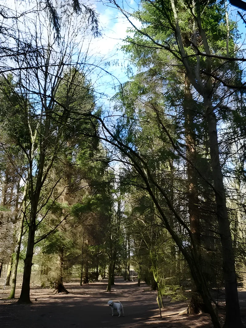 Vestskoven, Oxbjerget billede 3