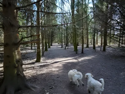 Vestskoven, Oxbjerget billede 4