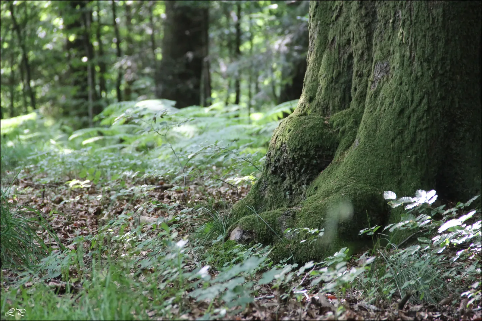 Refstrup Skov billede 1