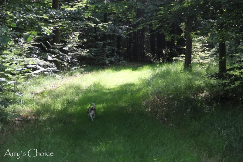 Refstrup Skov billede 2