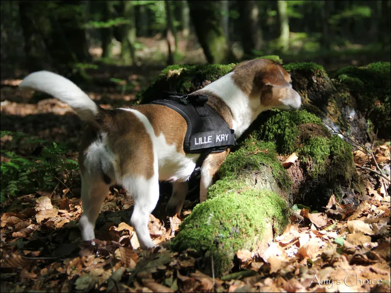 Refstrup Skov billede 4