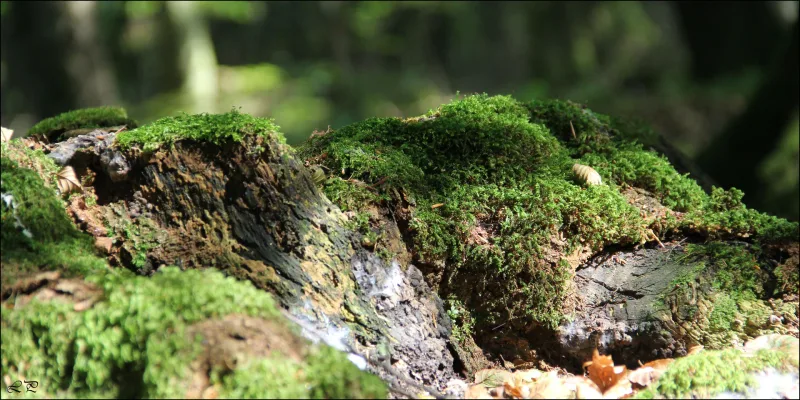 Refstrup Skov flere billeder