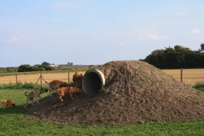 Hundeengen ved Weinkouff Hundeadfærdscenter flere billeder