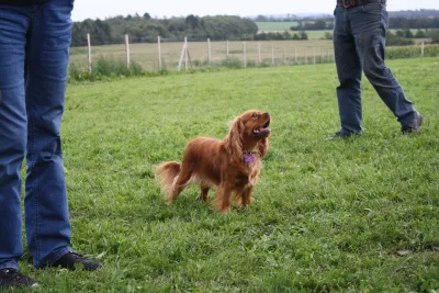 Hundeengen ved Weinkouff Hundeadfærdscenter billede 3