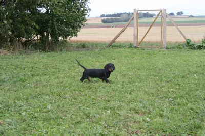 Hundeskov Hundeengen ved Weinkouff Hundeadfærdscenter