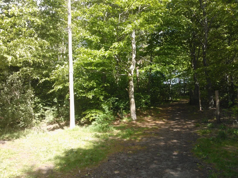 Ulfborg Hundeskov billede 2