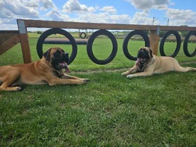 Hundeskov Abkær Hundeleg