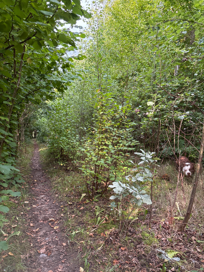 Åbo Skov (hundeskov) flere billeder