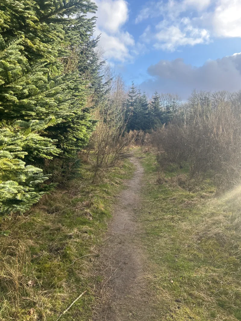 Gødding Skov Hundeskov billede 4