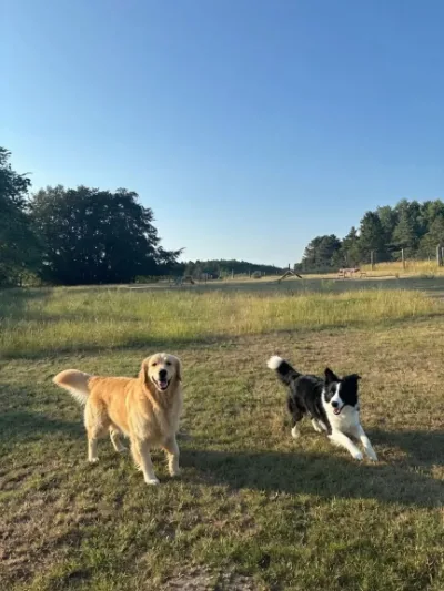 Hundeskov Albøge Hundepark (privat)