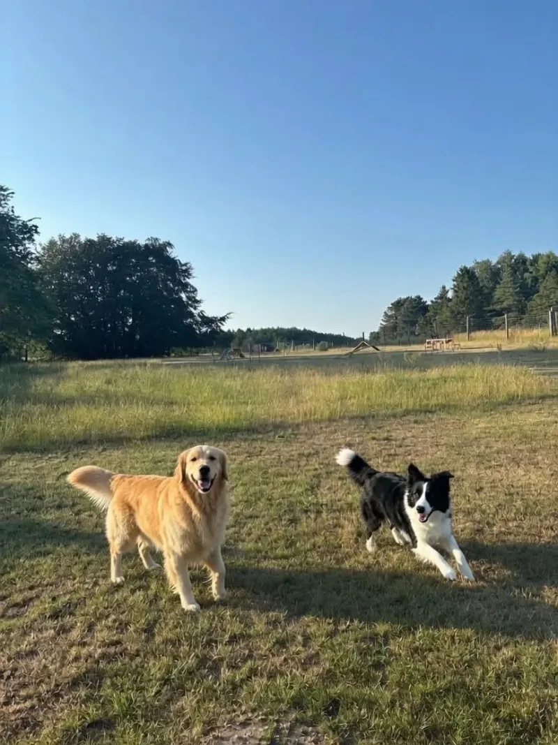 Albøge Hundepark (privat) photo 1