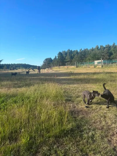 Albøge Hundepark (privat) photo 3