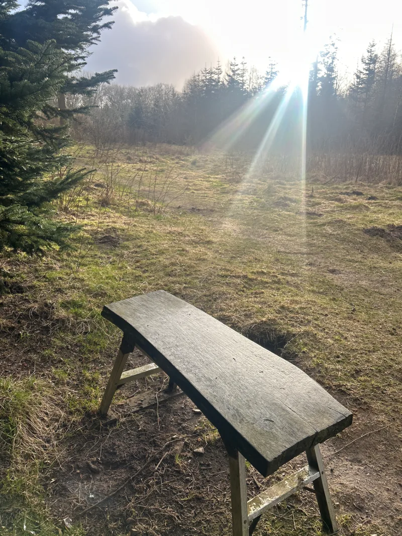 Gødding Skov Hundeskov billede 3
