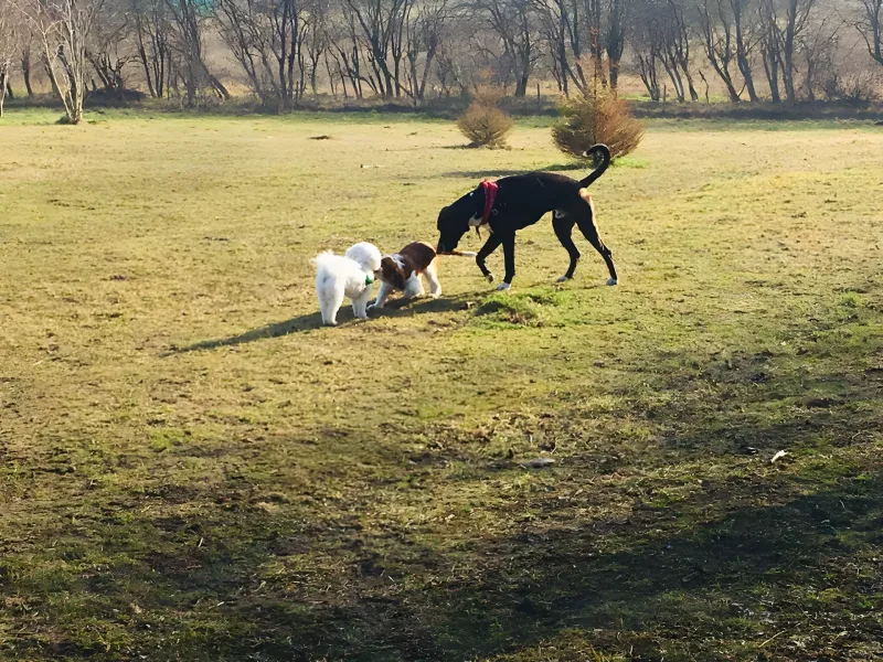 Drastrup Hundelegeplads billede 2