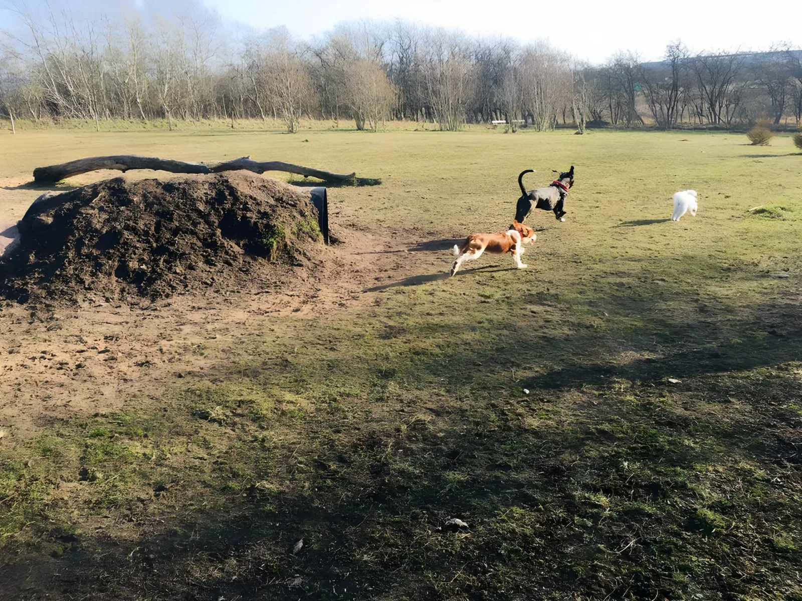 Drastrup Hundelegeplads billede 1