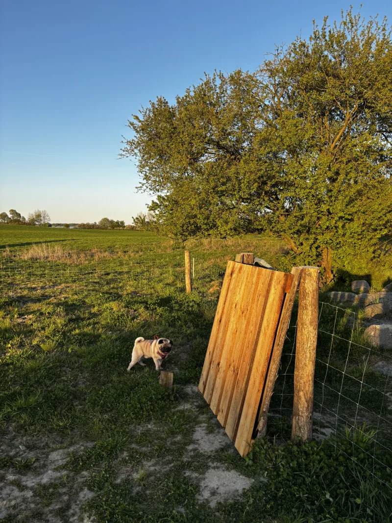 Trehøje hundepark billede 1