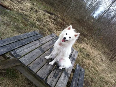 Aars Skov billede 2