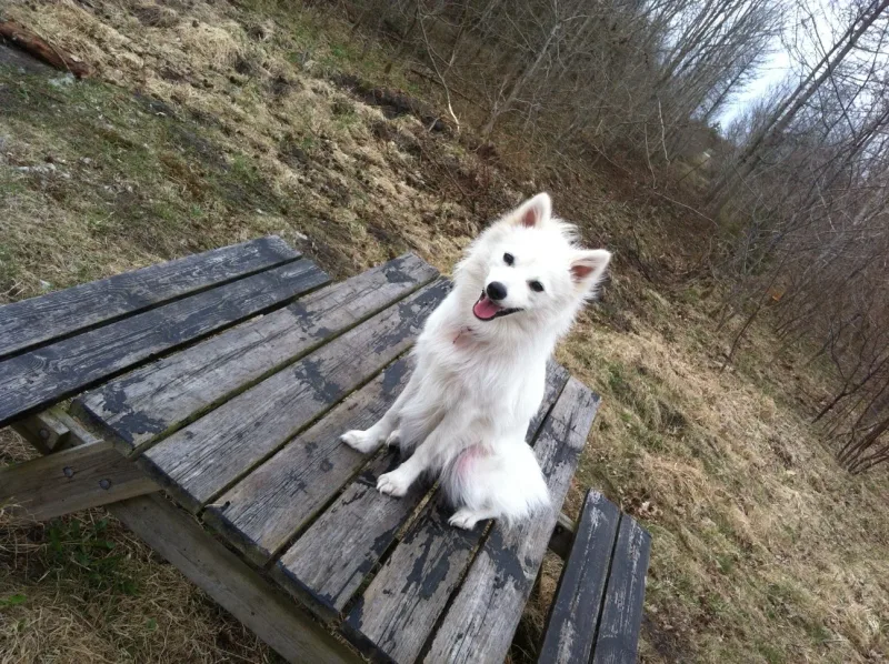 Aars Skov billede 2