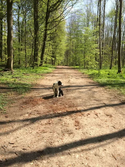 Hundeskov Uggeløse Skov