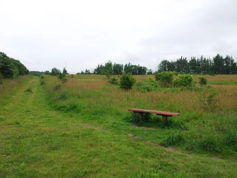Hjørring Bjerge - hundemark billede 2