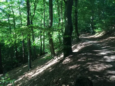 Klokkekilde Skov billede 2
