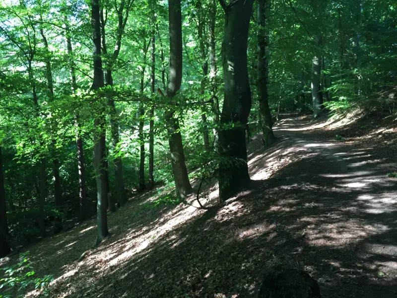 Klokkekilde Skov billede 2