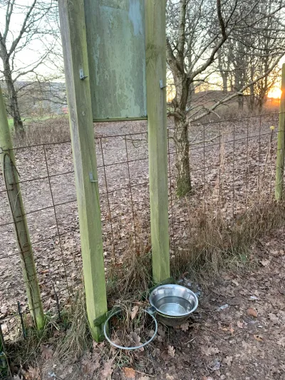 Hundeskoven i Sjællandskvarteret billede 4