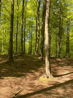 Sjørup Plantage Hundeskov billede 3