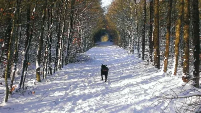 Hundeskov Nørager Hundeskov